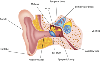 Understanding Noise-Induced Hearing Loss